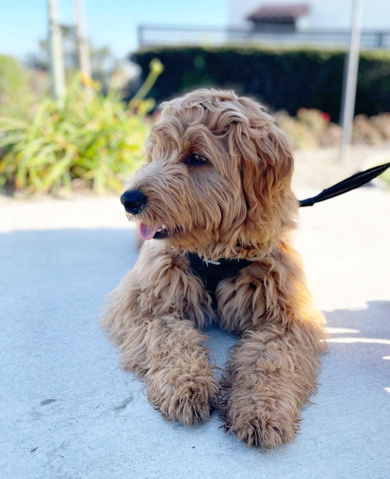 Happy Mini Goldendoodle Pup in Millbrae CA