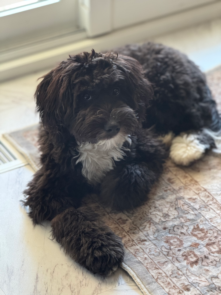 Mini Bernedoodle Pup