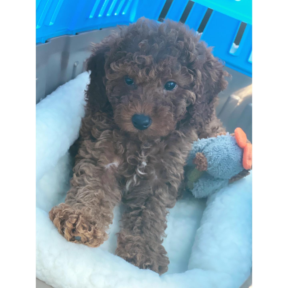 Petite Mini Goldendoodle Poodle Mix Pup