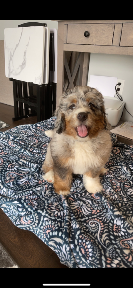 Erie Mini Bernedoodle Pup