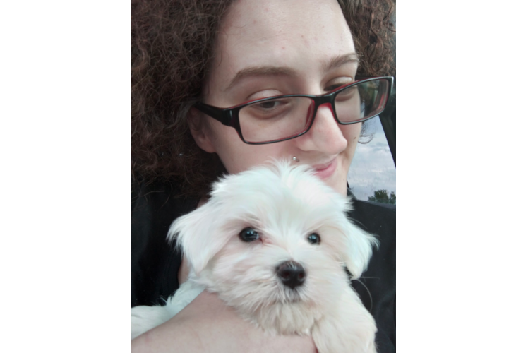 Happy Maltese Purebred Puppy