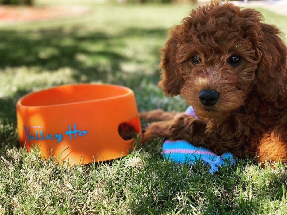 Phoenix Mini Goldendoodle Pup