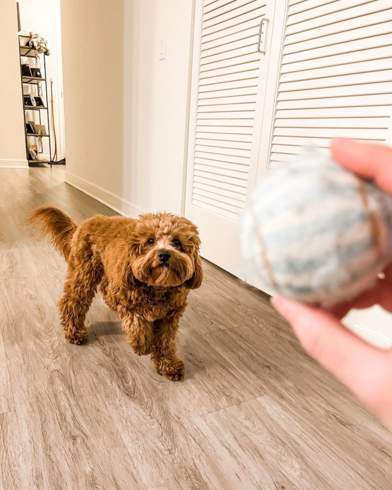 Chicago Cavapoo Pup