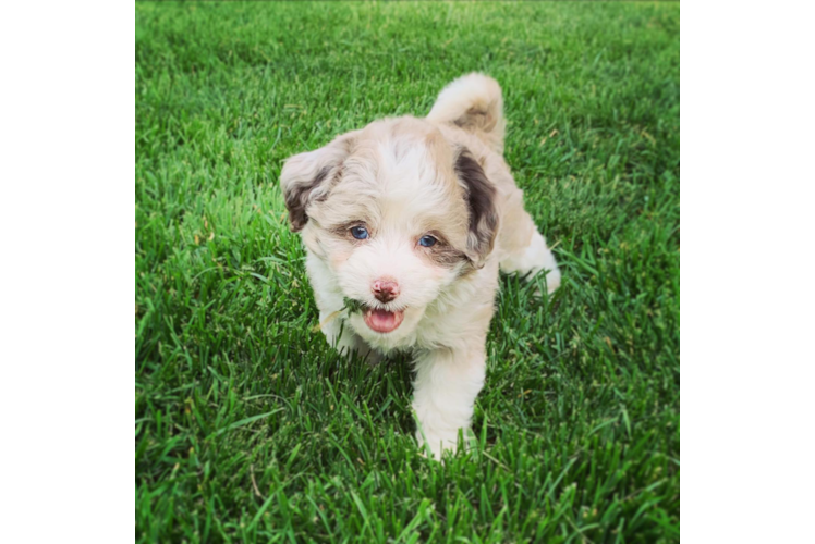 Mini Aussiedoodle Puppy for Adoption