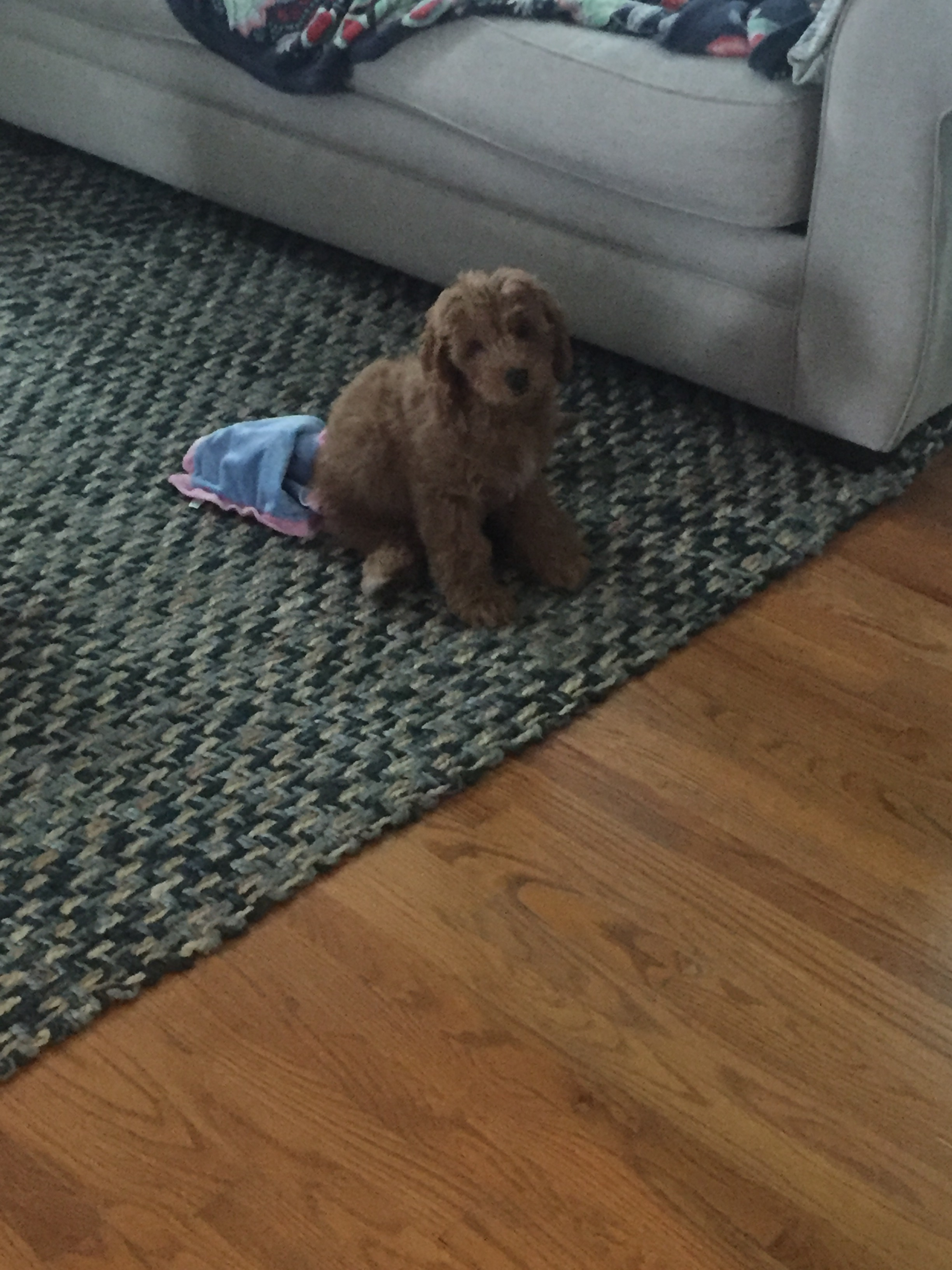 Sweet Mini Goldendoodle Baby
