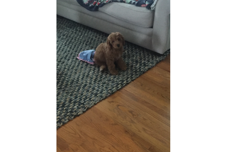 Sweet Mini Goldendoodle Baby