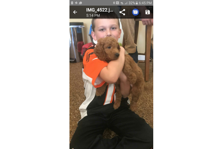 Mini Goldendoodle Puppy for Adoption