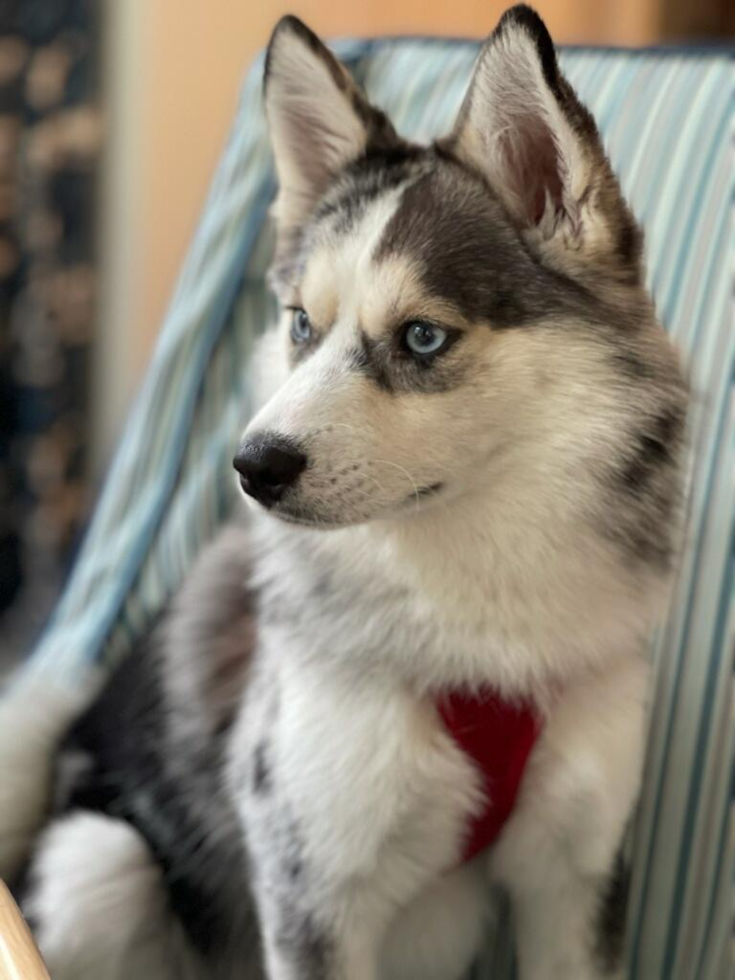 Sweet Pomsky Pup