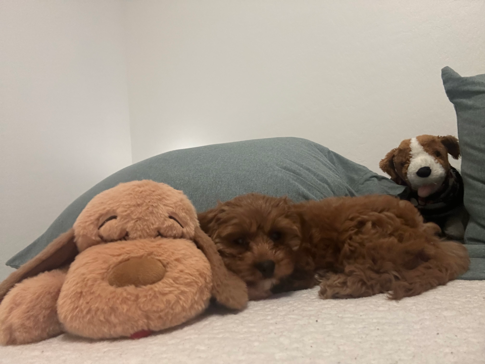 Energetic Cavoodle Poodle Mix Pup