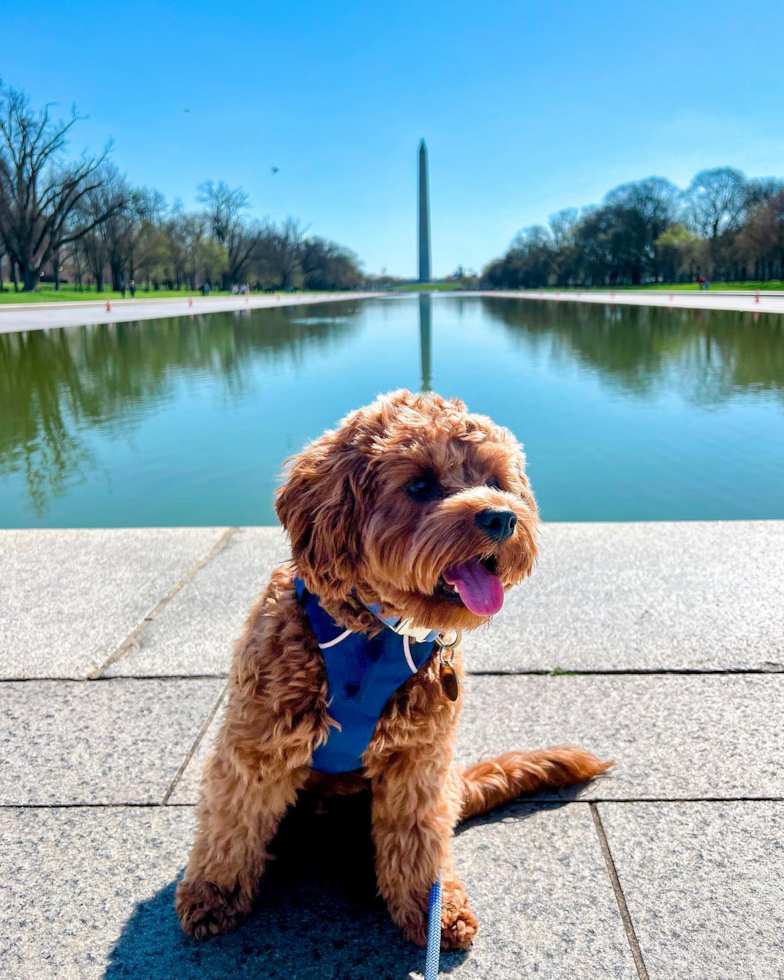 Cute Cavapoo Pup in Frederick MD