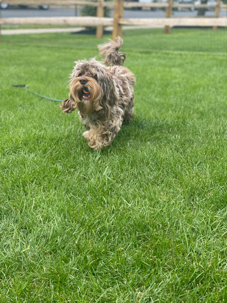 Smart Cockapoo Poodle Mix Pup