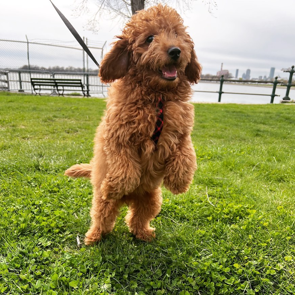 Mini Goldendoodle Being Cute