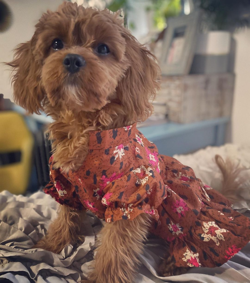 Funny Cavapoo Poodle Mix Pup