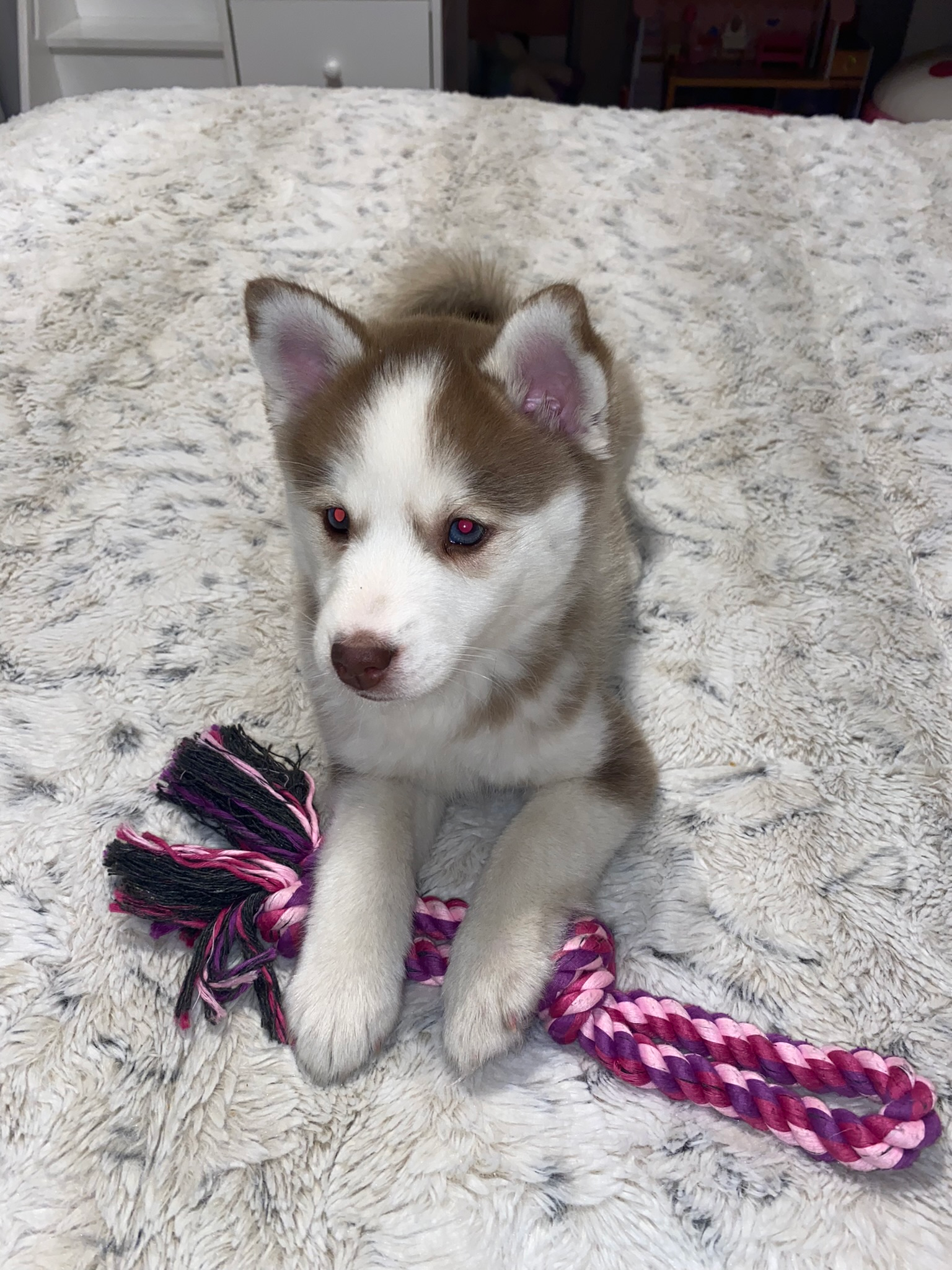Pomsky Pup Being Cute
