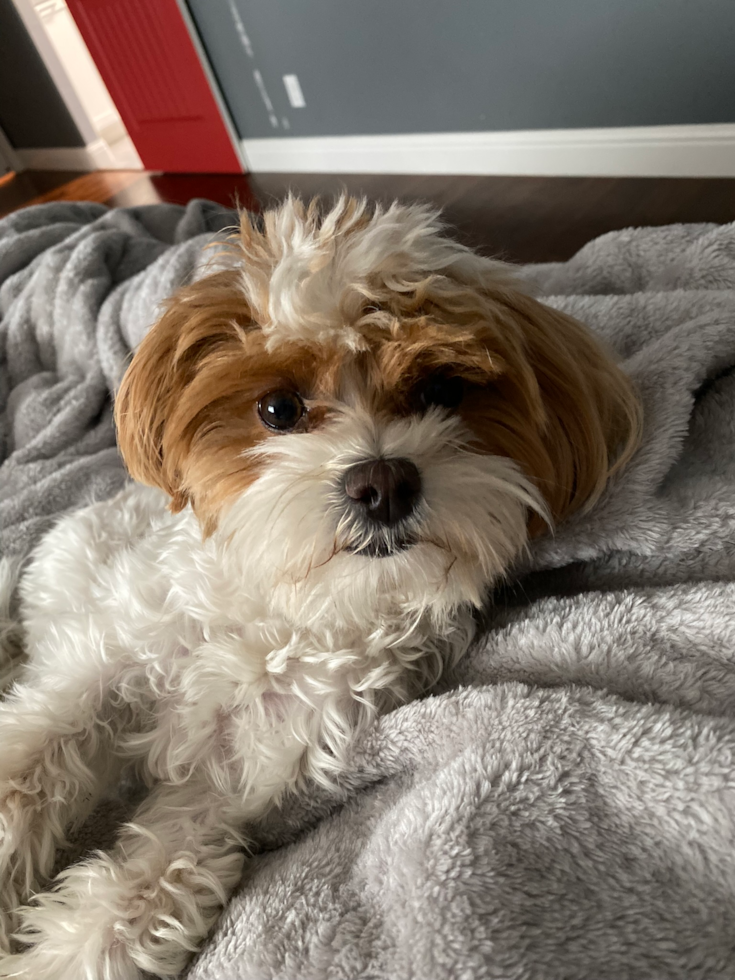 Maltipoo Being Cute