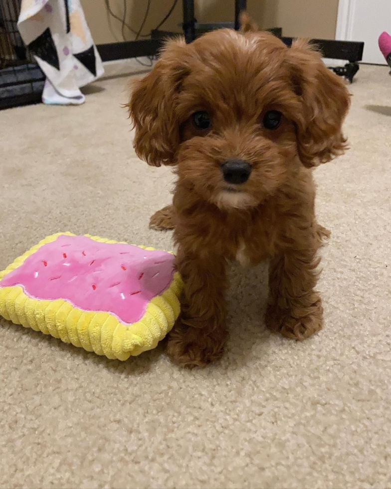 Hypoallergenic Cavoodle Poodle Mix Pup