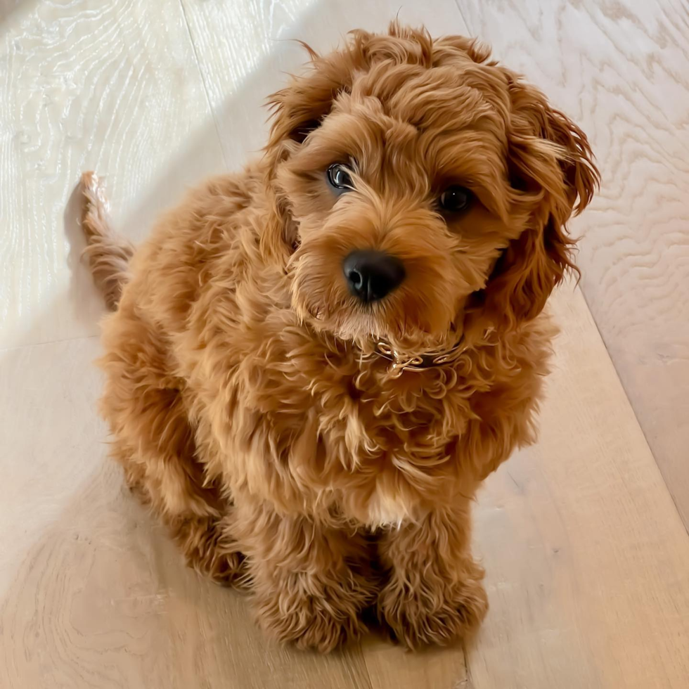 Little Cavoodle Poodle Mix Pup