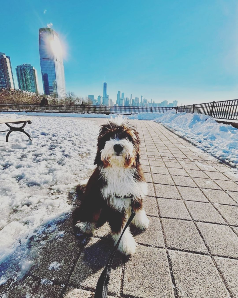 Mini Bernedoodle Being Cute