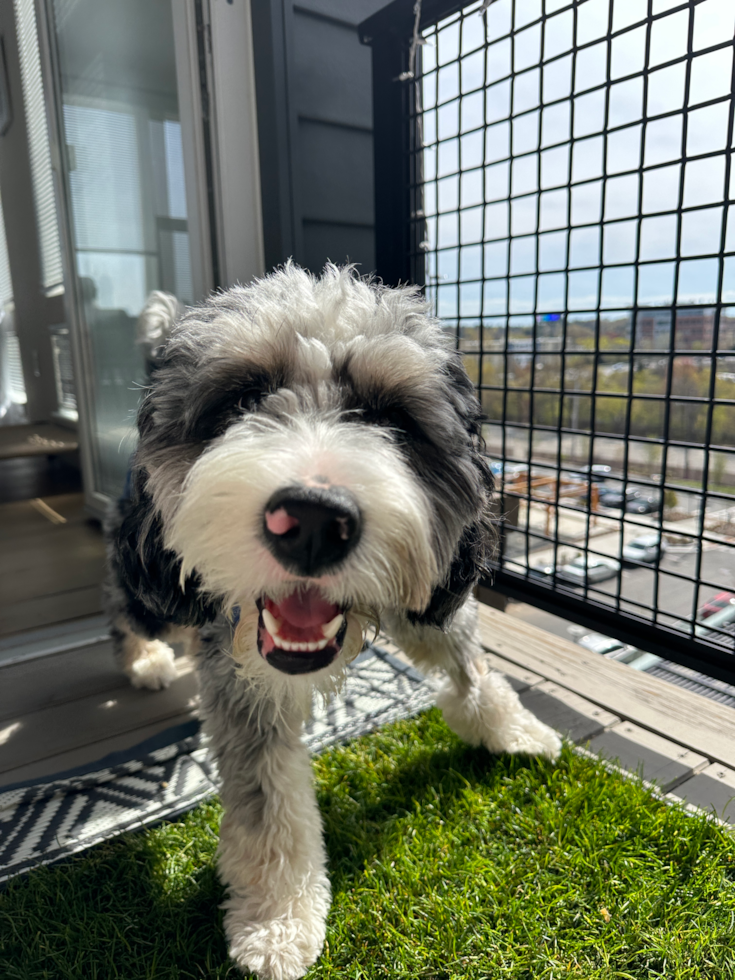 Sweet Mini Bernedoodle Pup