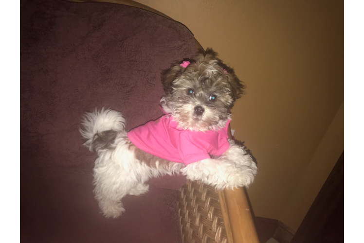 Hypoallergenic Havanese Baby