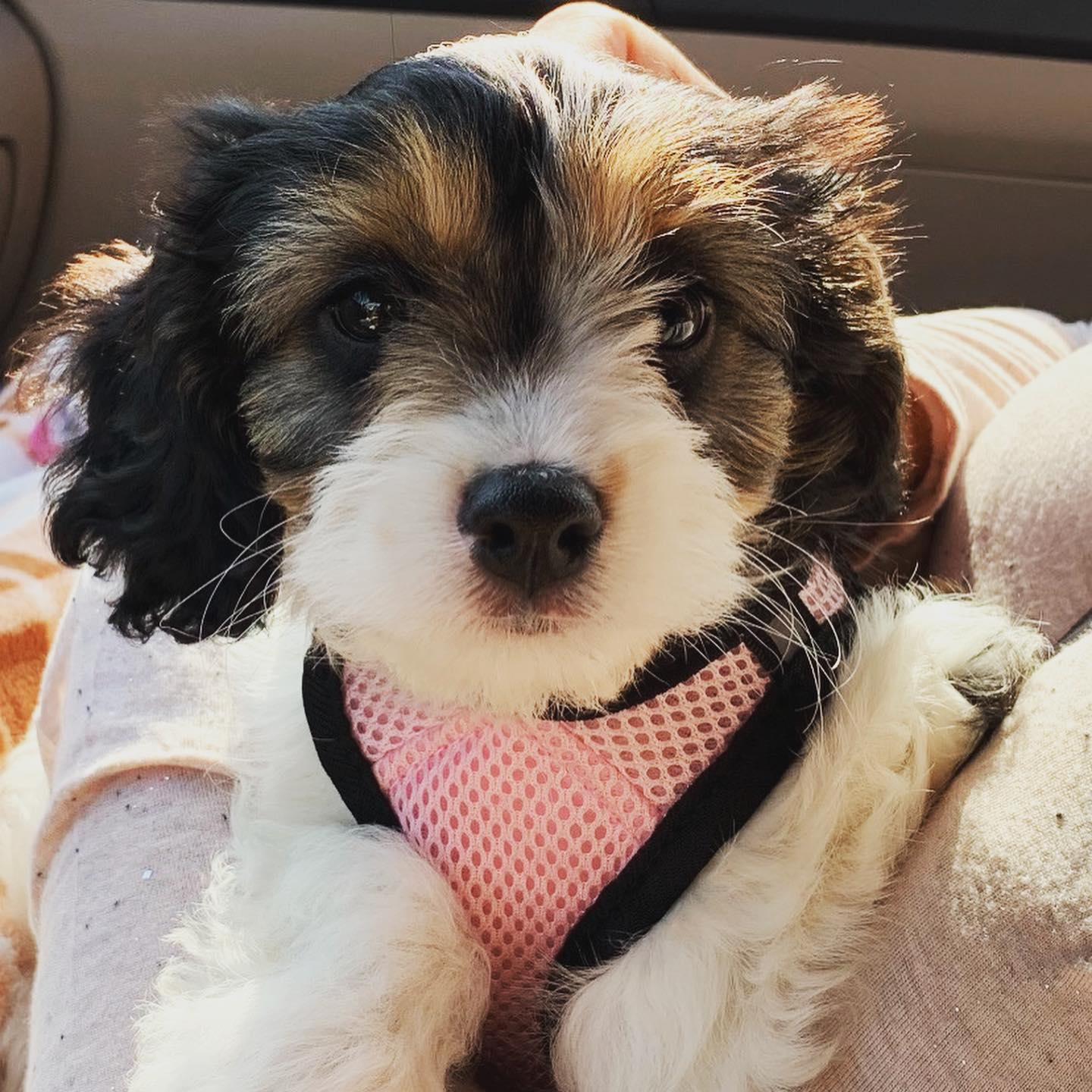 Best Cavapoo Baby