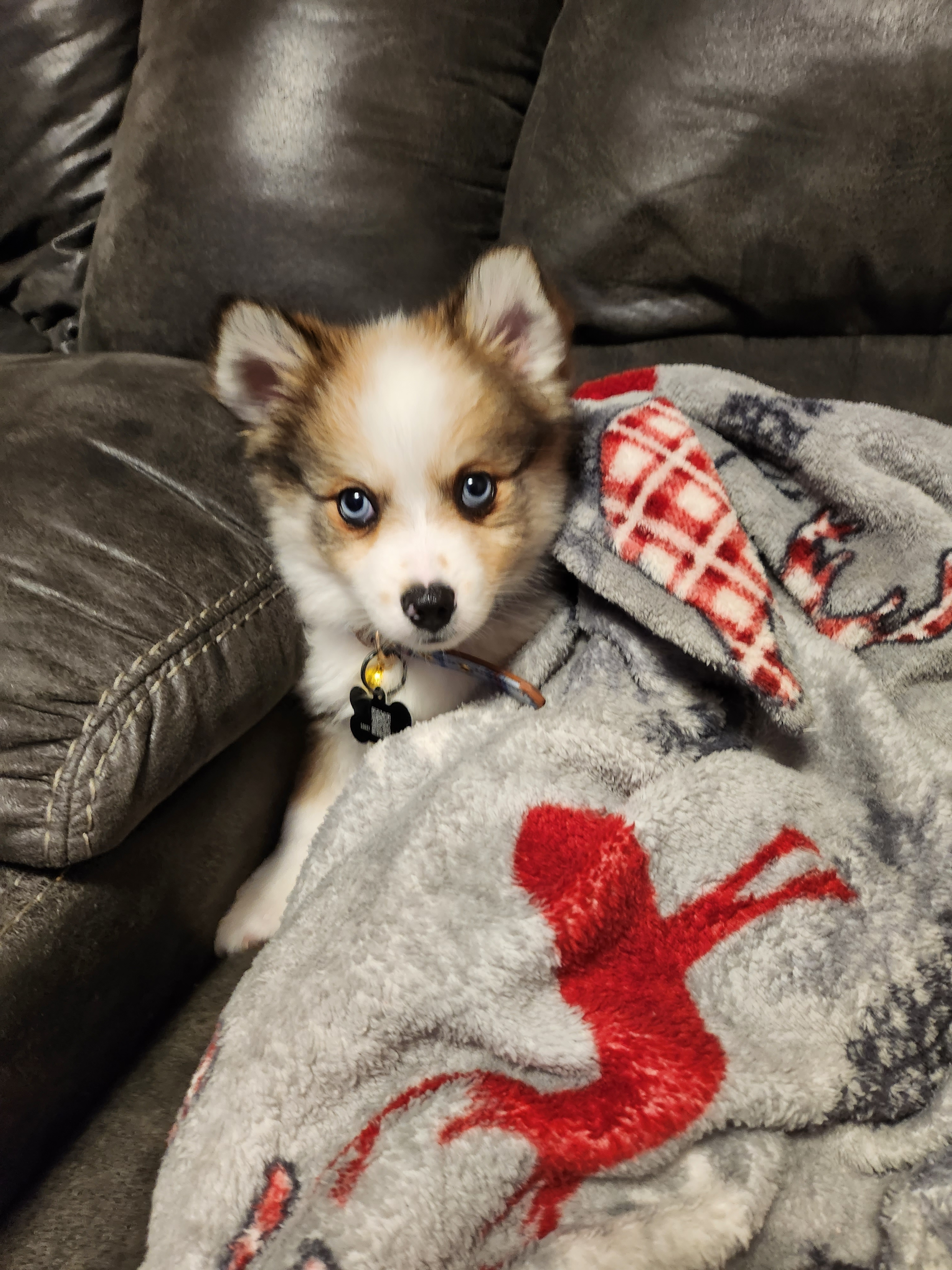 Adorable Mini Husky Designer Puppy