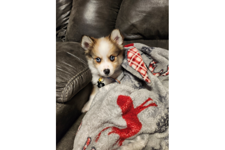 Adorable Mini Husky Designer Puppy