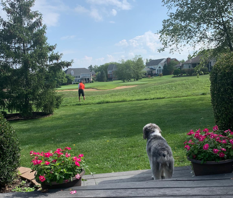 Loveland Mini Aussiedoodle Pup