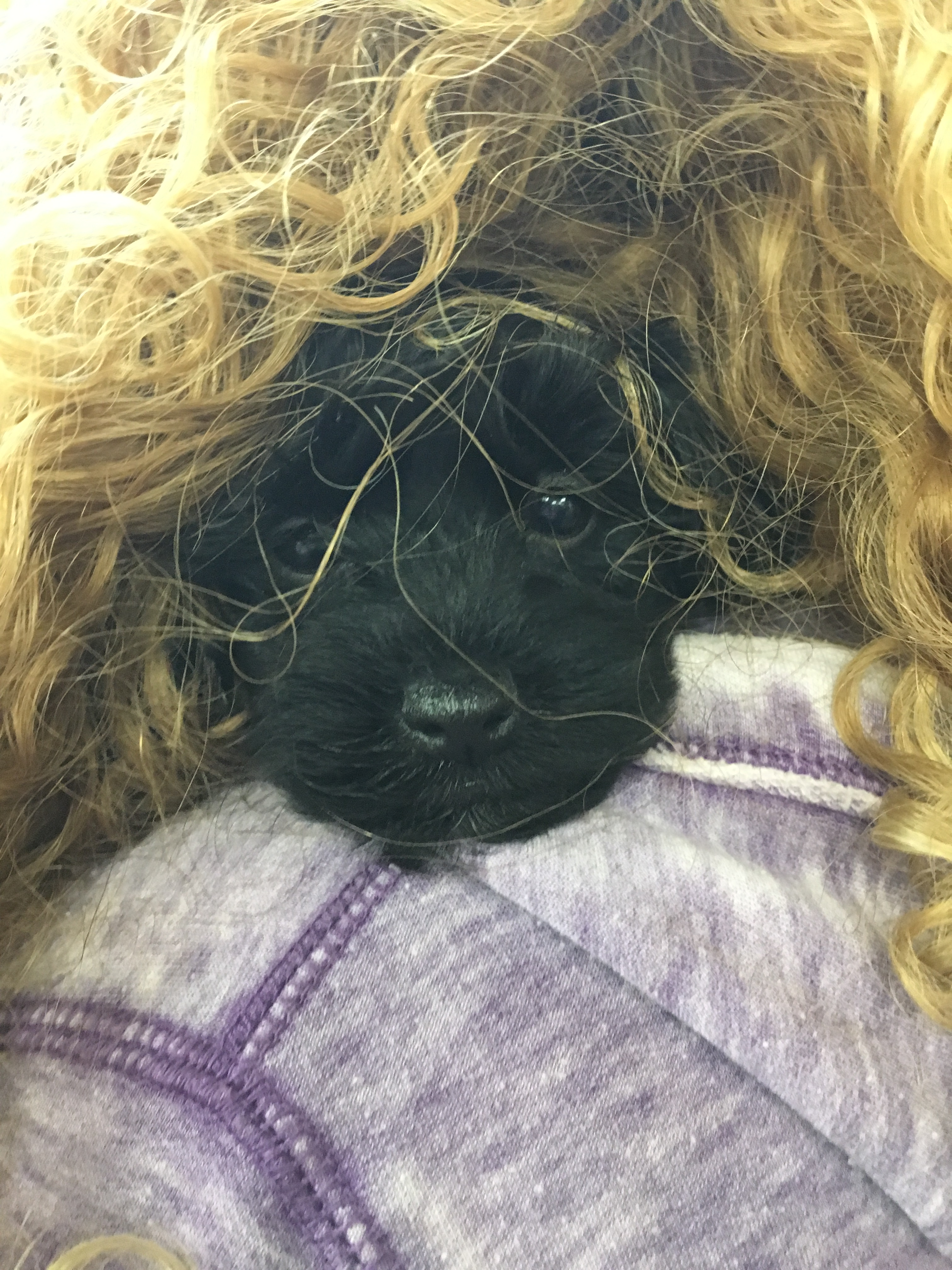 Popular Yorkie Poo Poodle Mix Pup