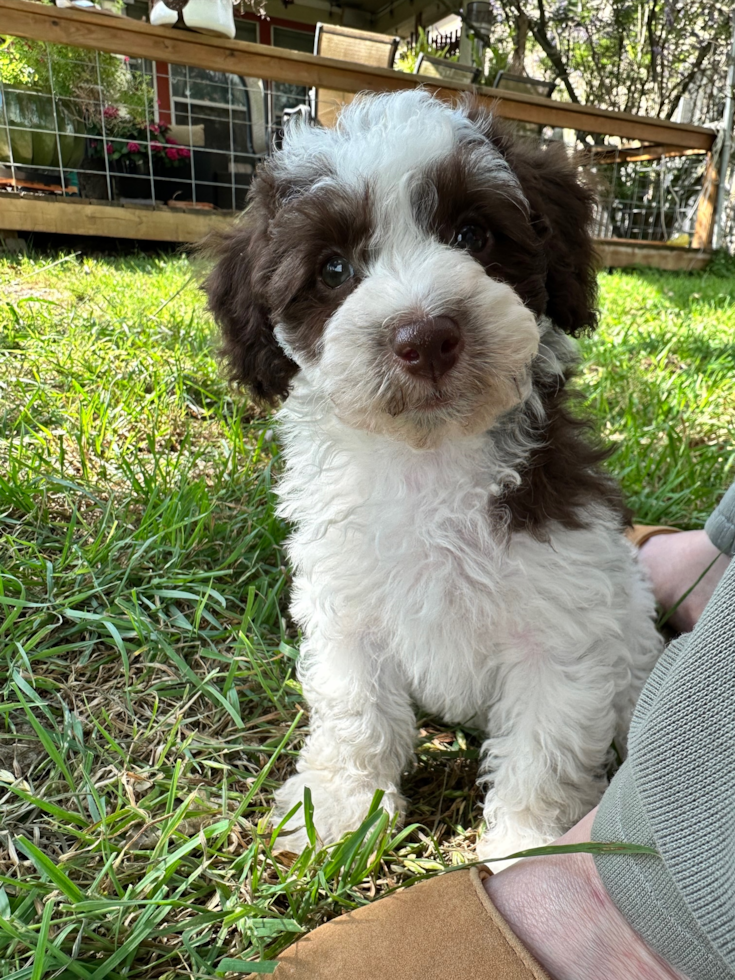 Little Havanese Poodle Mix Pup