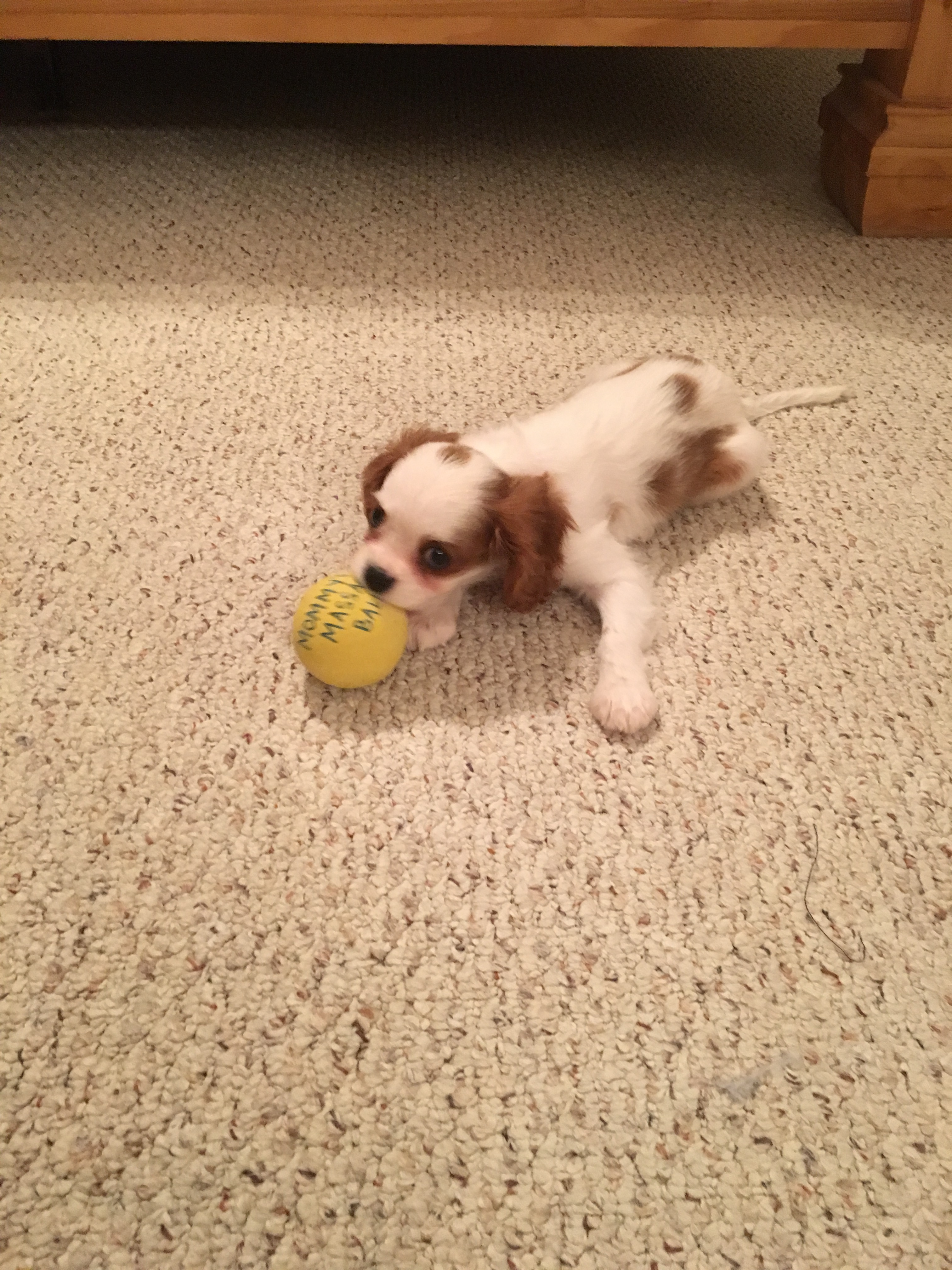 Cavalier King Charles Spaniel Puppy for Adoption