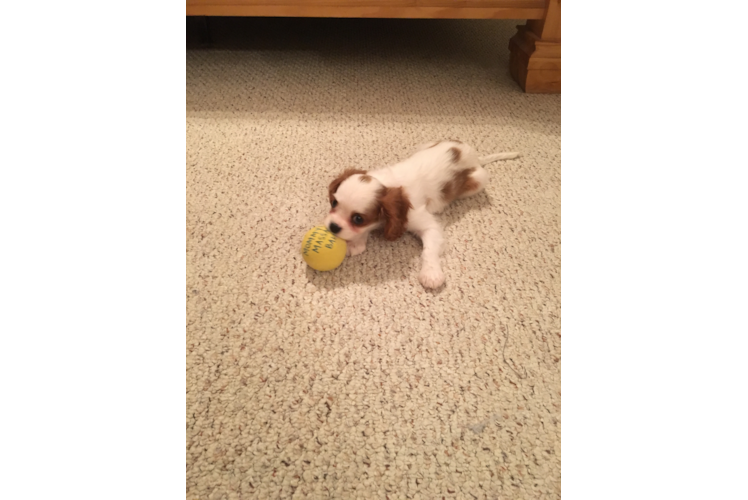 Cavalier King Charles Spaniel Puppy for Adoption