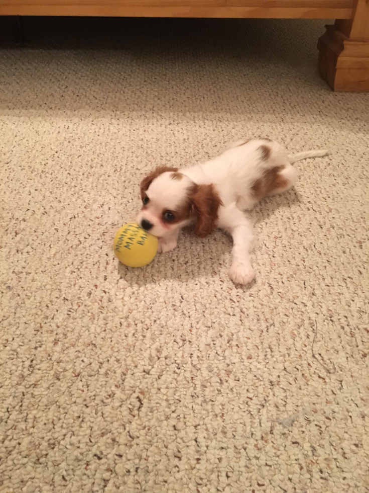 Sweet Cavalier King Charles Spaniel Purebred Pup