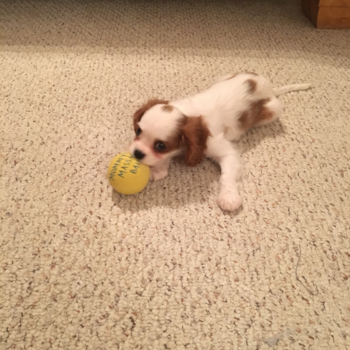 Sweet Cavalier King Charles Spaniel Purebred Pup