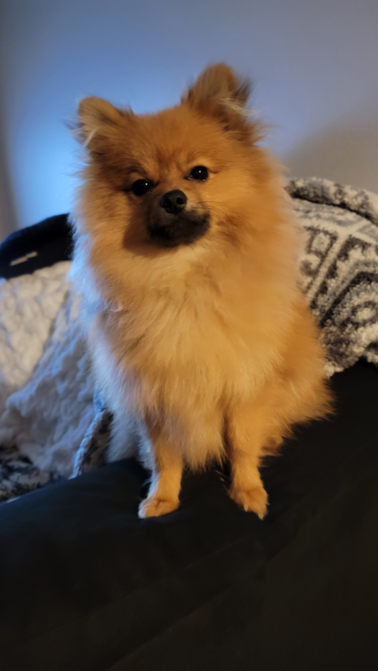 Happy Pomeranian Purebred Pup