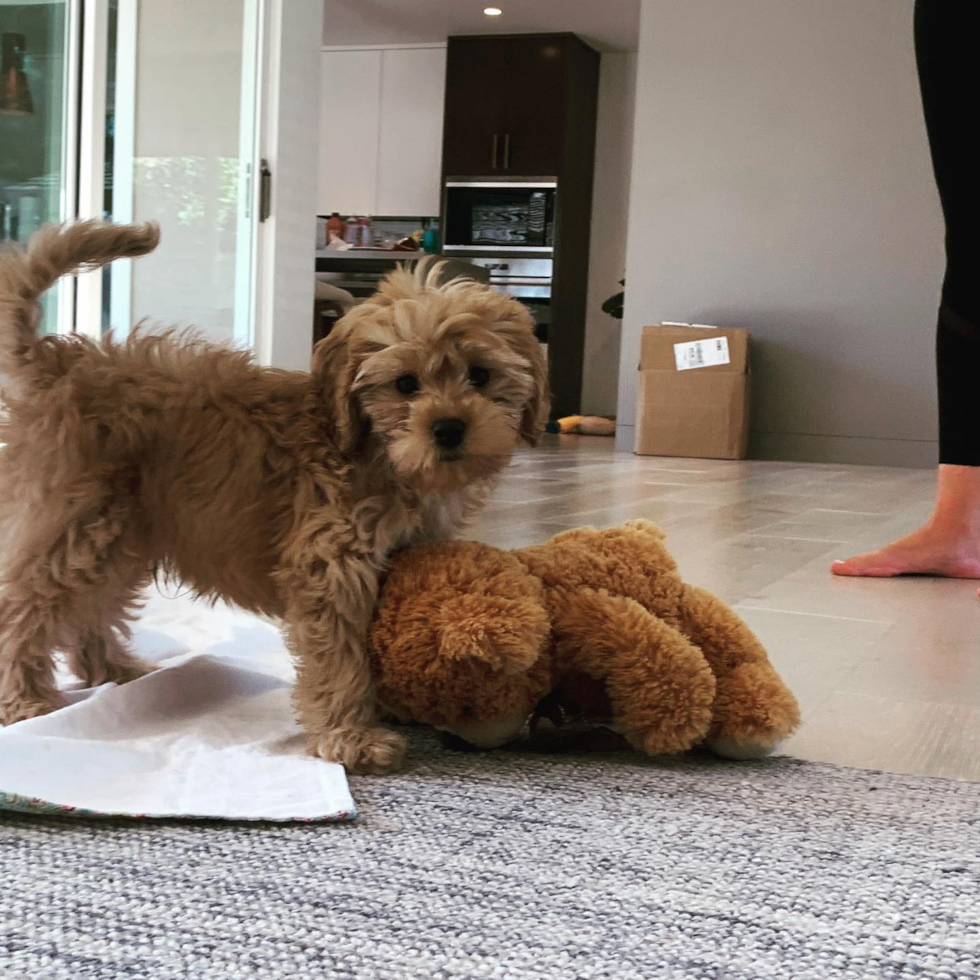 Long Beach Cavapoo Pup