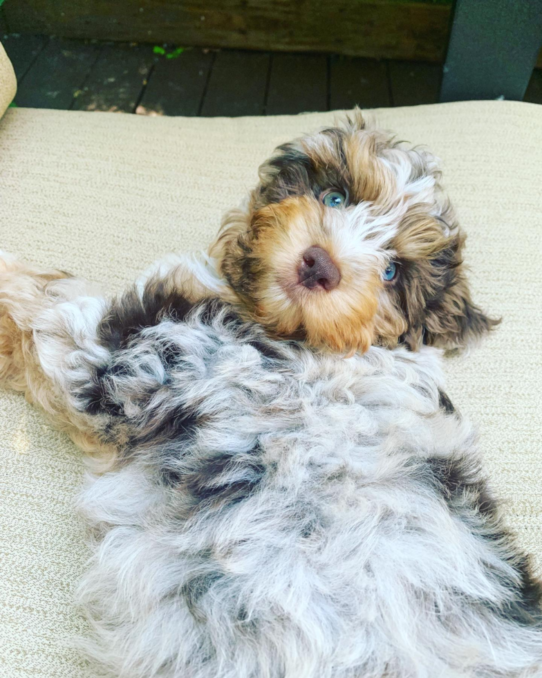 Happy Mini Aussiedoodle Pup