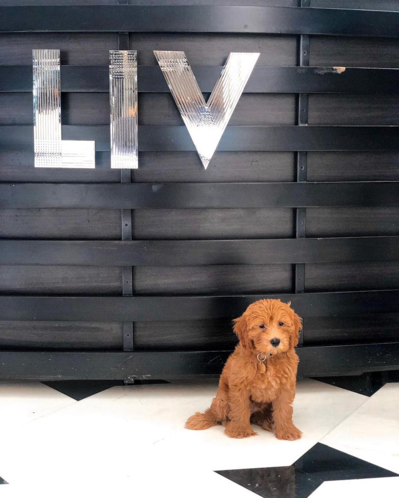 Sweet Mini Goldendoodle Pup