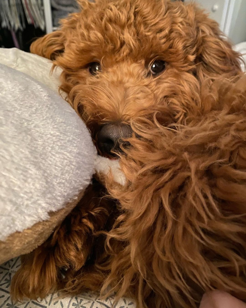 Mini Goldendoodle Being Cute