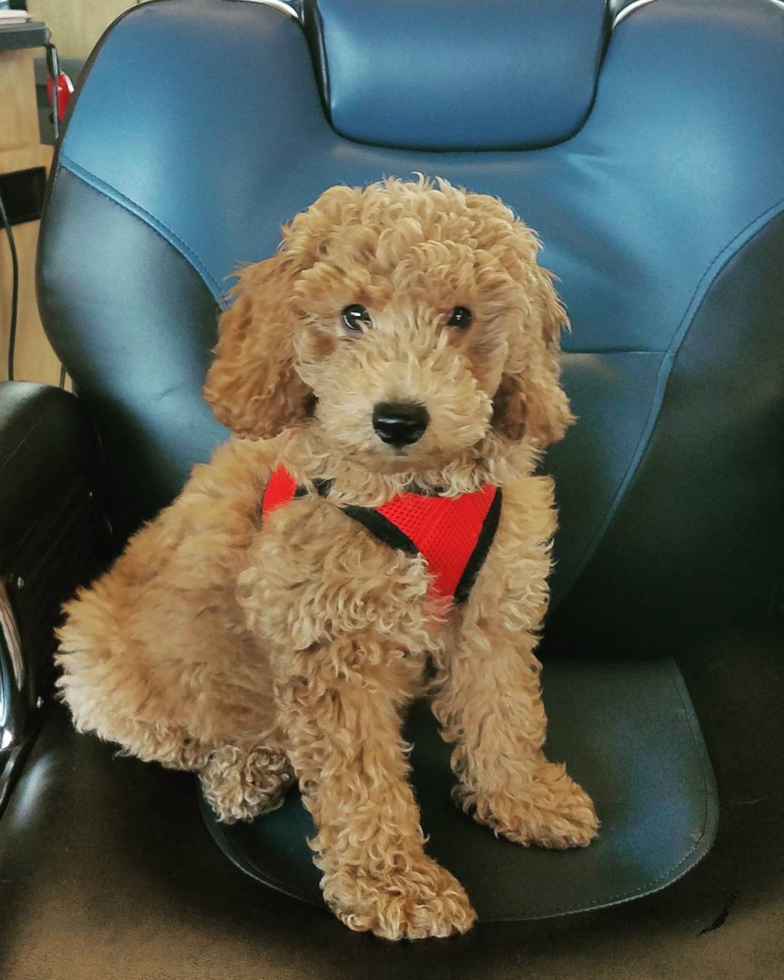 Abingdon Mini Goldendoodle Pup