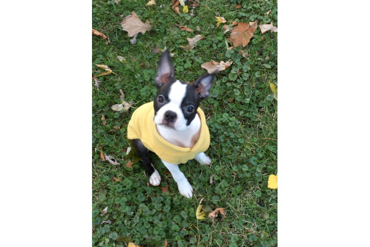 Best Boston Terrier Baby