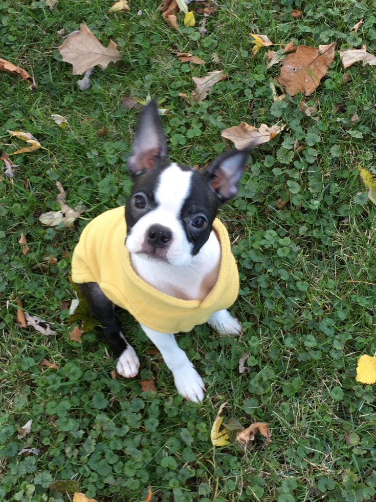 Small Boston Terrier Purebred Pup