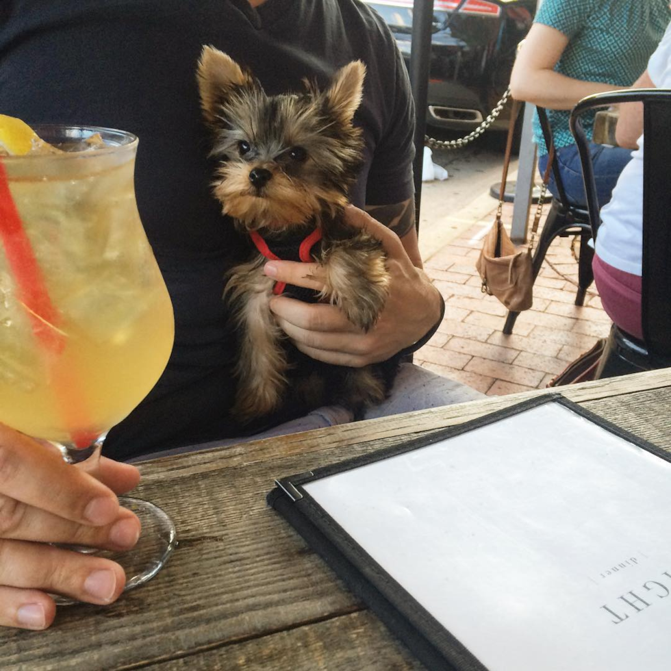 Yorkshire Terrier Being Cute