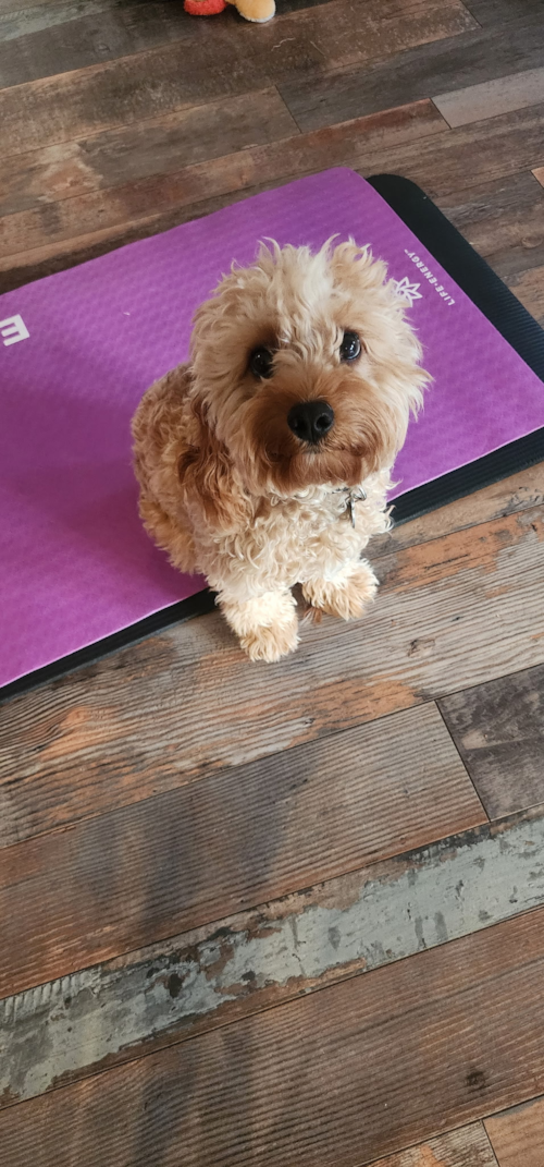 Cavapoo Being Cute