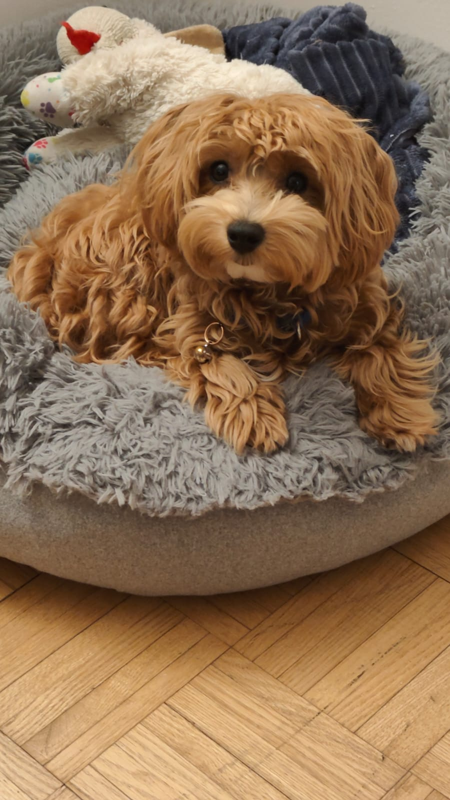 Maltipoo Pup Being Cute