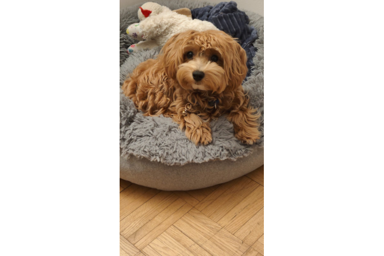 Maltipoo Pup Being Cute