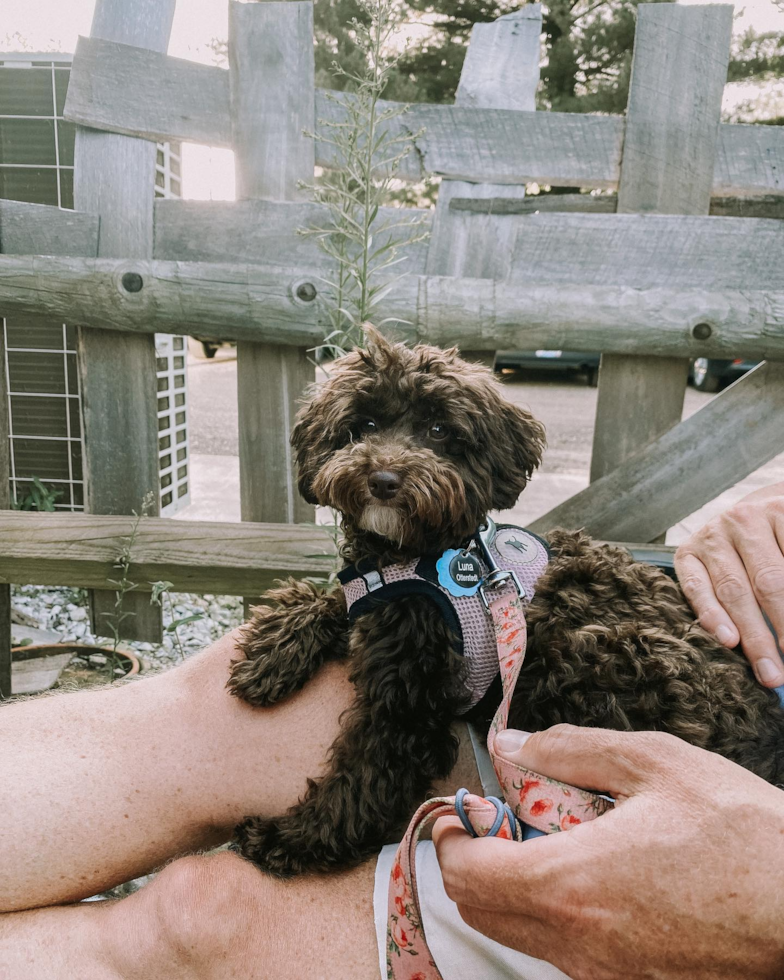 Small Poodle Pup