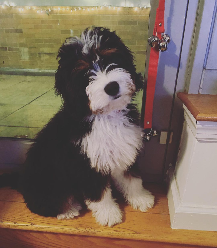 Mini Bernedoodle Being Cute