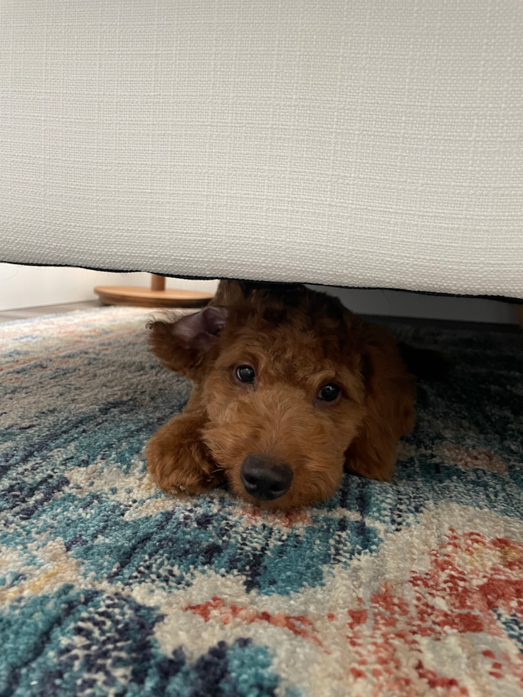 Small Mini Goldendoodle Pup