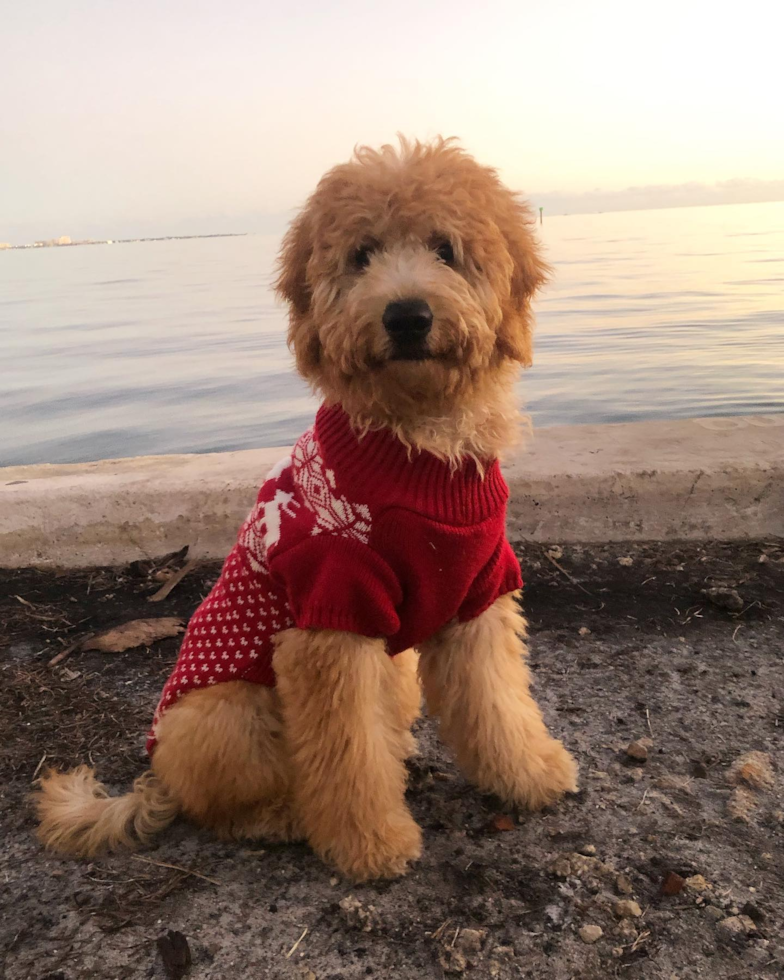 Mini Goldendoodle Being Cute